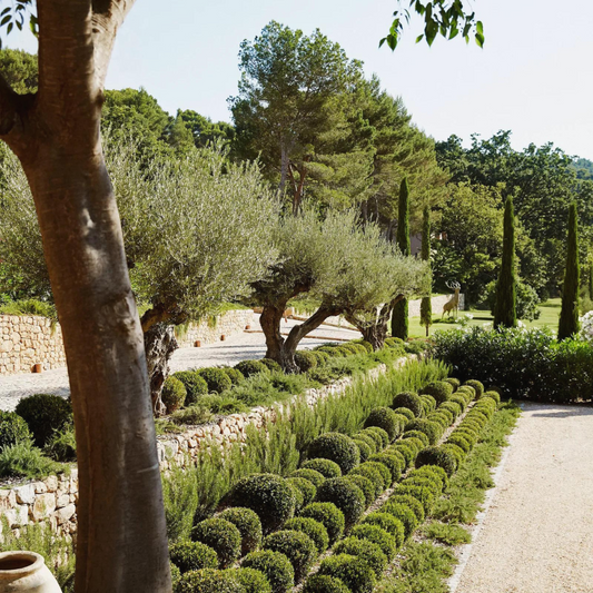 Creating a Mediterranean Garden: Bring the Essence of Mediterranean to Your Backyard