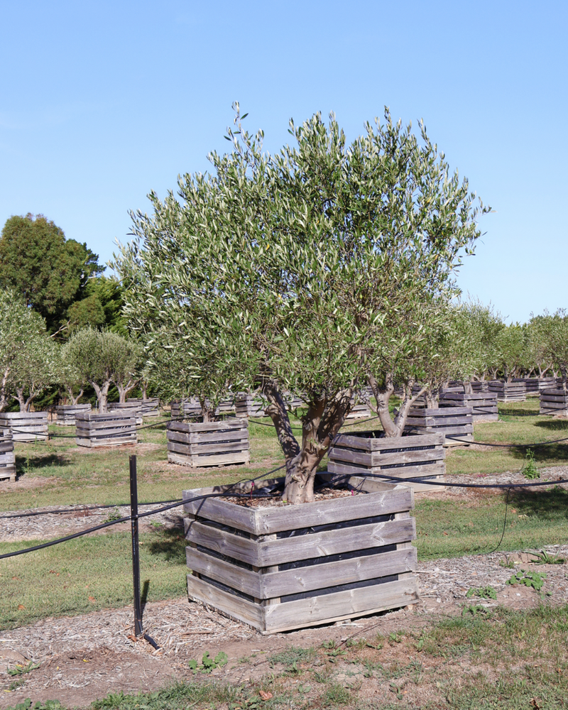 The Best Olive Trees for Your Garden: A Beginner's Guide