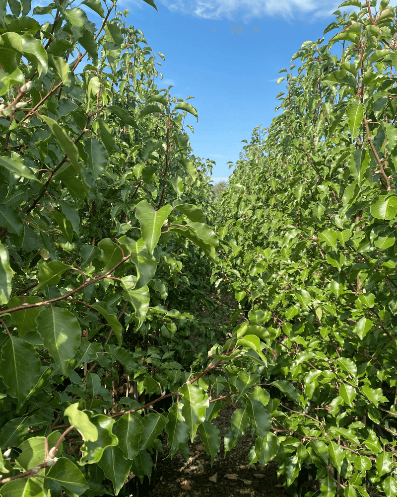 Ornamental Pear Trees: Best Varieties, Growing and Care