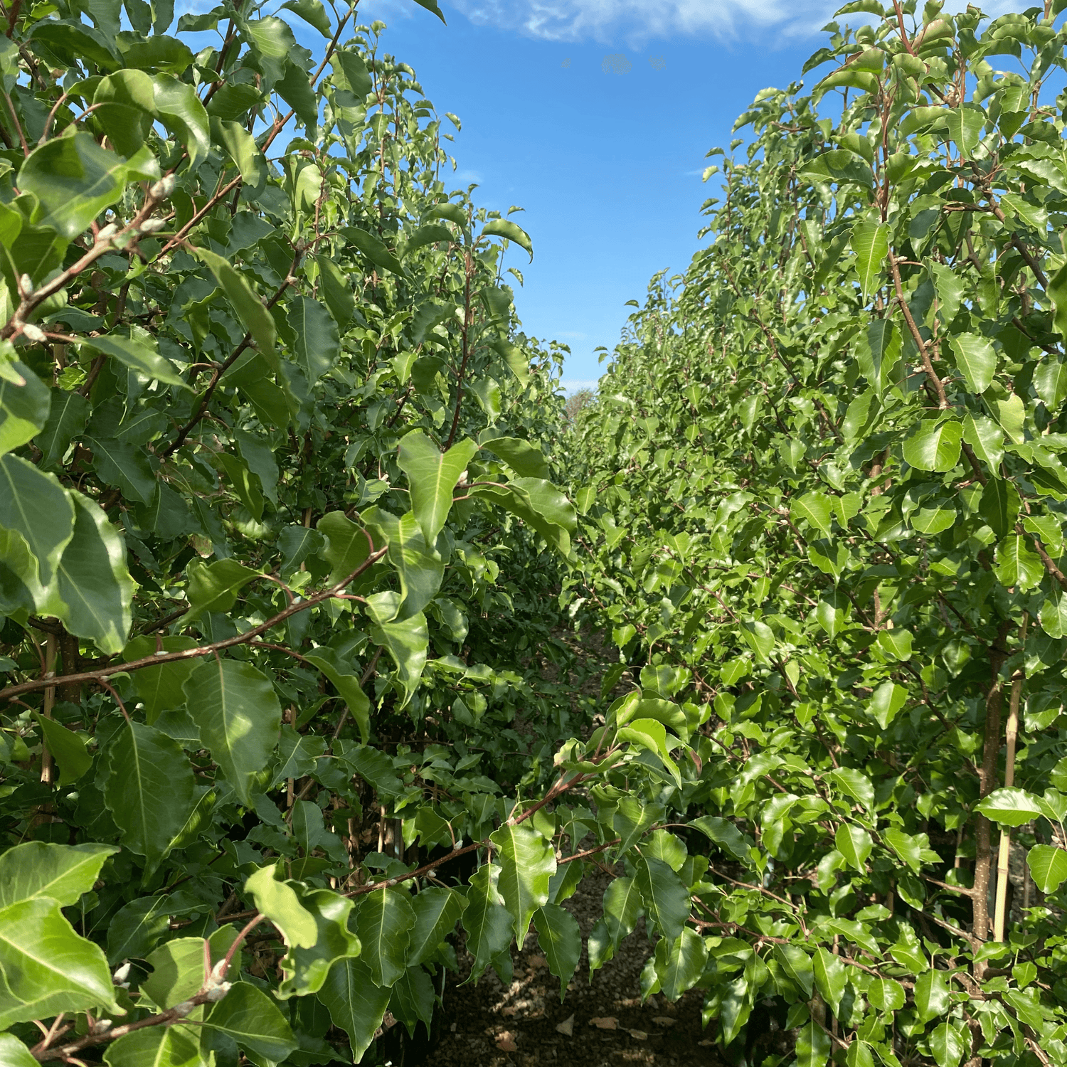 How to Grow Pale Garden Trees: Expert Tips Revealed
