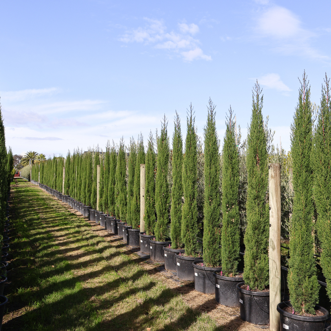 The Basics of Pencil Pines (Cupressus Sempervirens Glauca) Evergreen Trees Direct