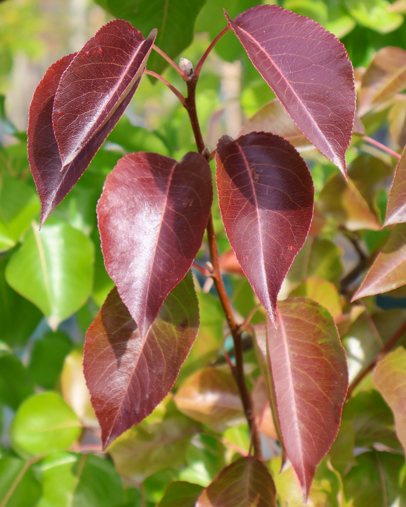 Ornamental Pear Tree Care: A Practical Guide for Australian Gardens