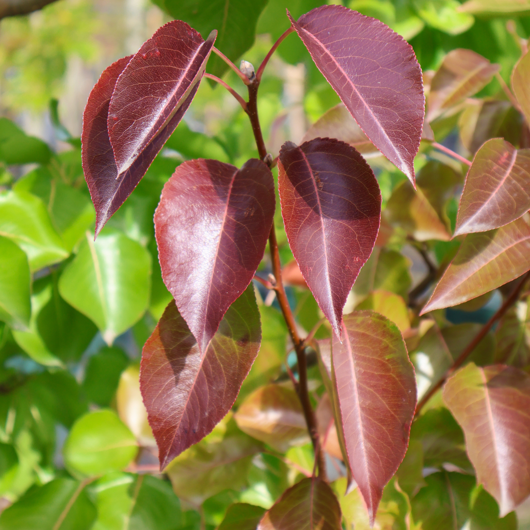 Ornamental Pear Tree Care: A Practical Guide for Australian Gardens