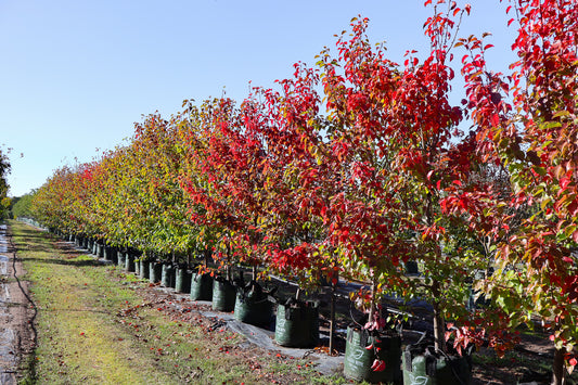 Top Trees For Autumn Colour