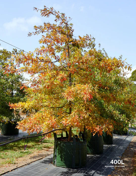 Spring Tree Planting Schedule: What to Plant and When