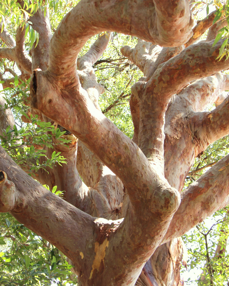 Sydney Red Gum: The Perfect Native Shade Tree for Australian Gardens