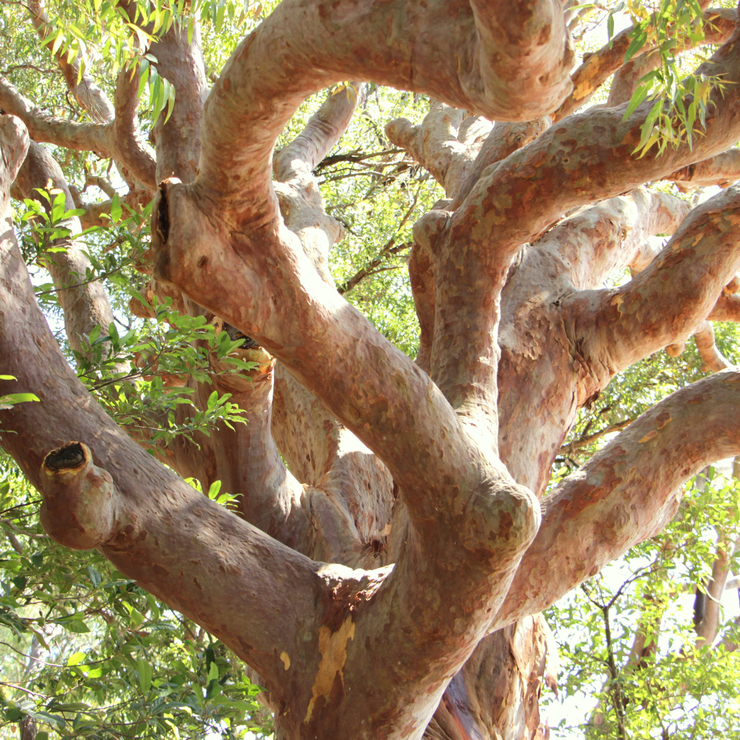 Sydney Red Gum: The Perfect Native Shade Tree for Australian Gardens