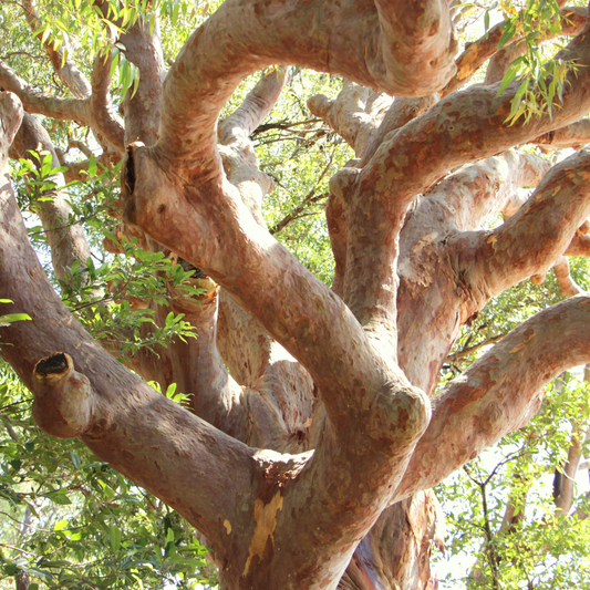 Sydney Red Gum: The Perfect Native Shade Tree