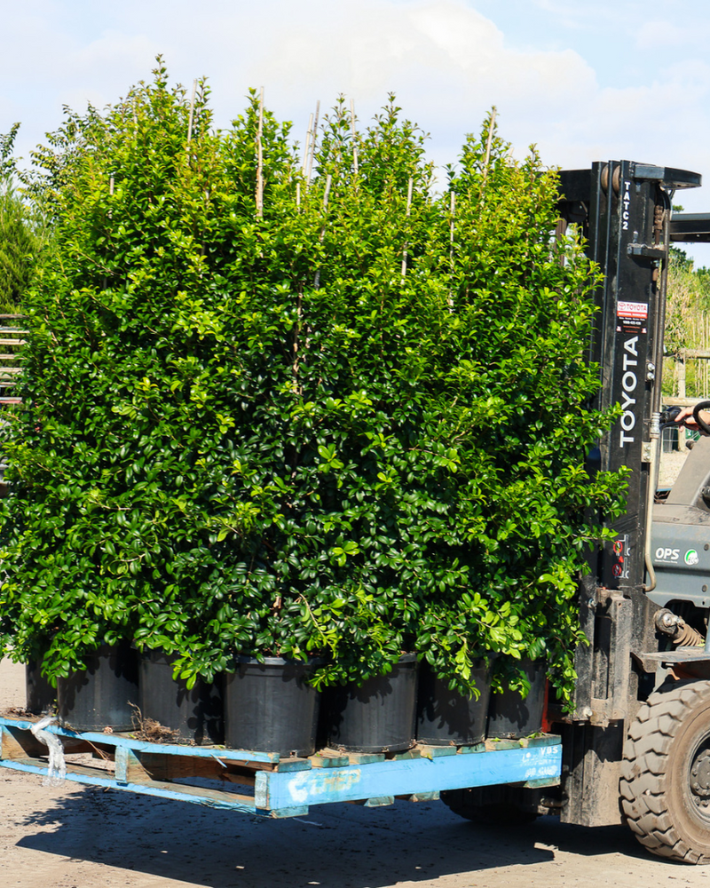 Best Lilly Pilly Varieties for Hedging: 9 Picks by Purpose