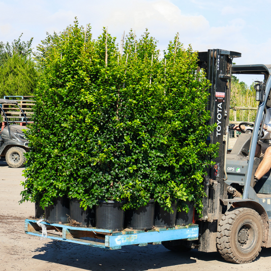 The Perfect Lilly Pilly for your Garden Evergreen Trees Direct