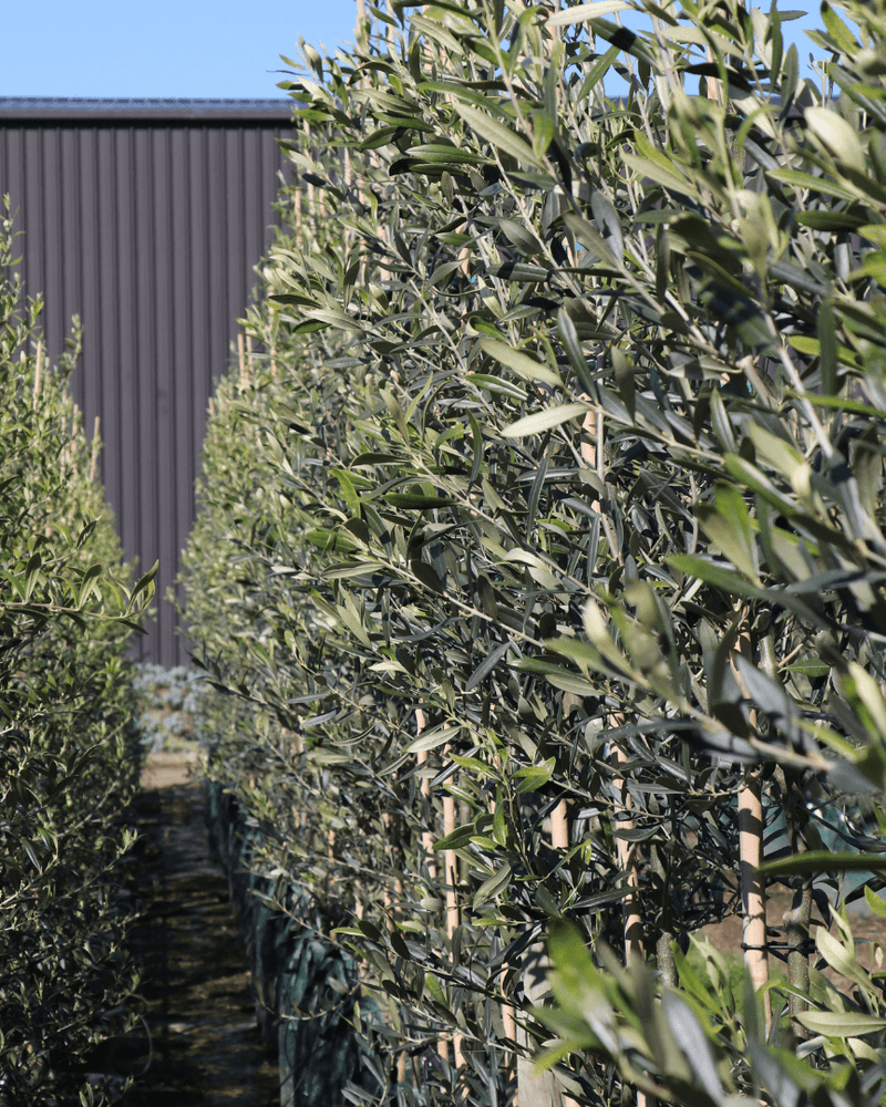 The Best Olive Trees for Your Garden: 4 Picks by Purpose
