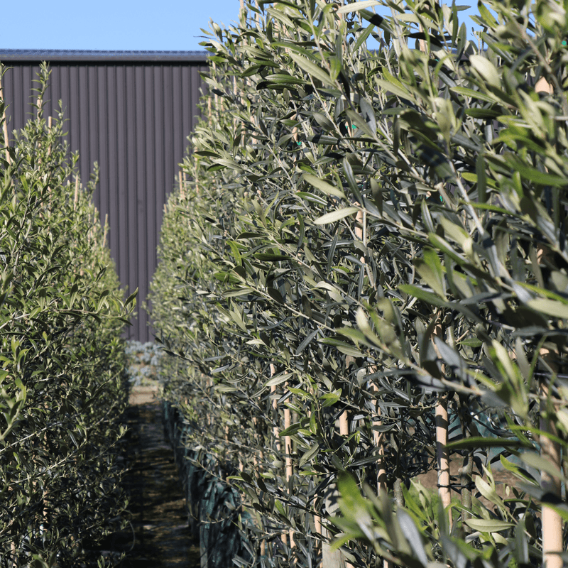 The Best Lilly Pilly to Hedge - Evergreen Trees Direct