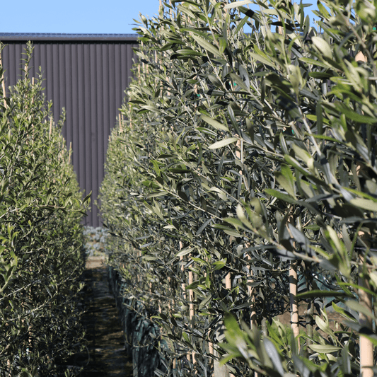 The Best Olive Trees for Your Garden Evergreen Trees Direct