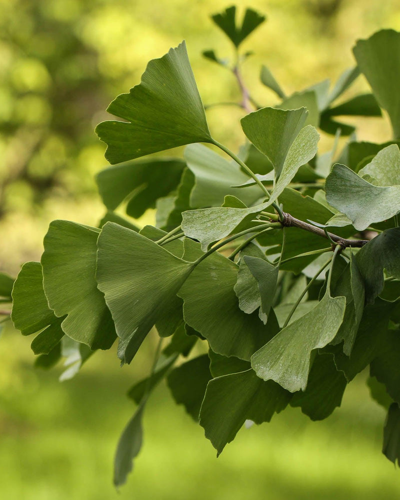 AS2303-2015 Standard: Why Quality Advanced Tree Stock Matters