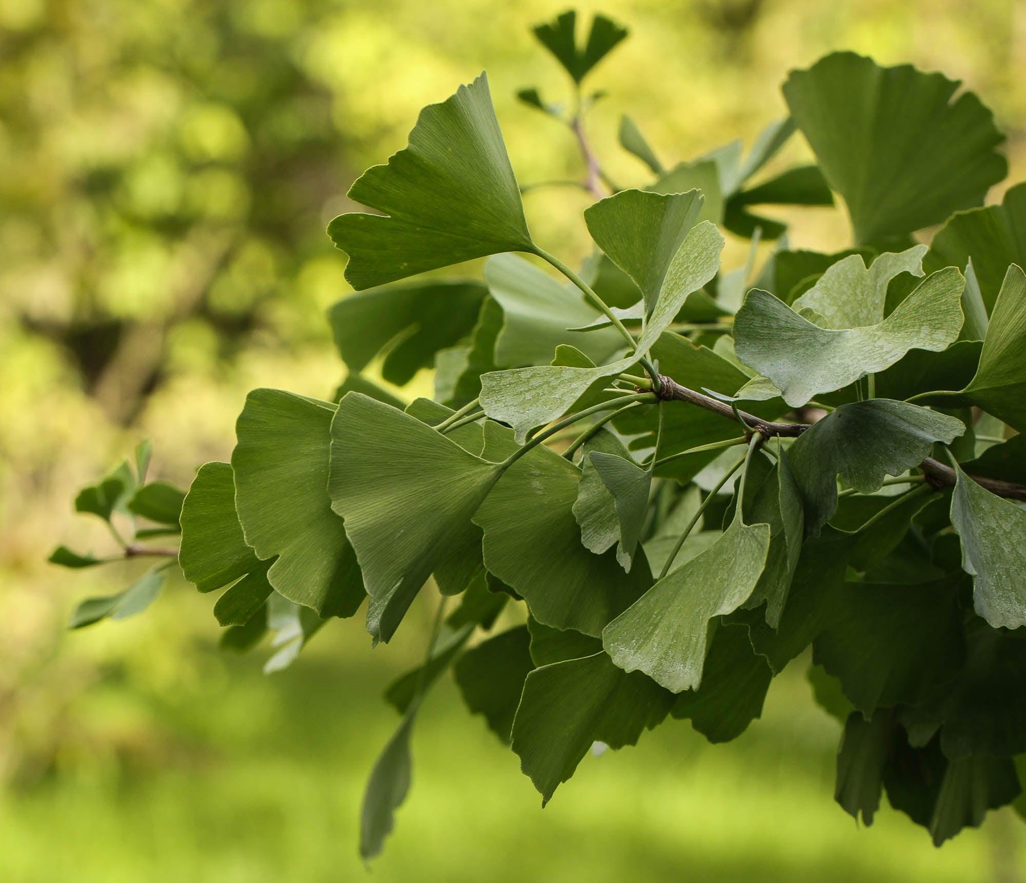 AS2303-2015 Standard: Why Quality Advanced Tree Stock Matters