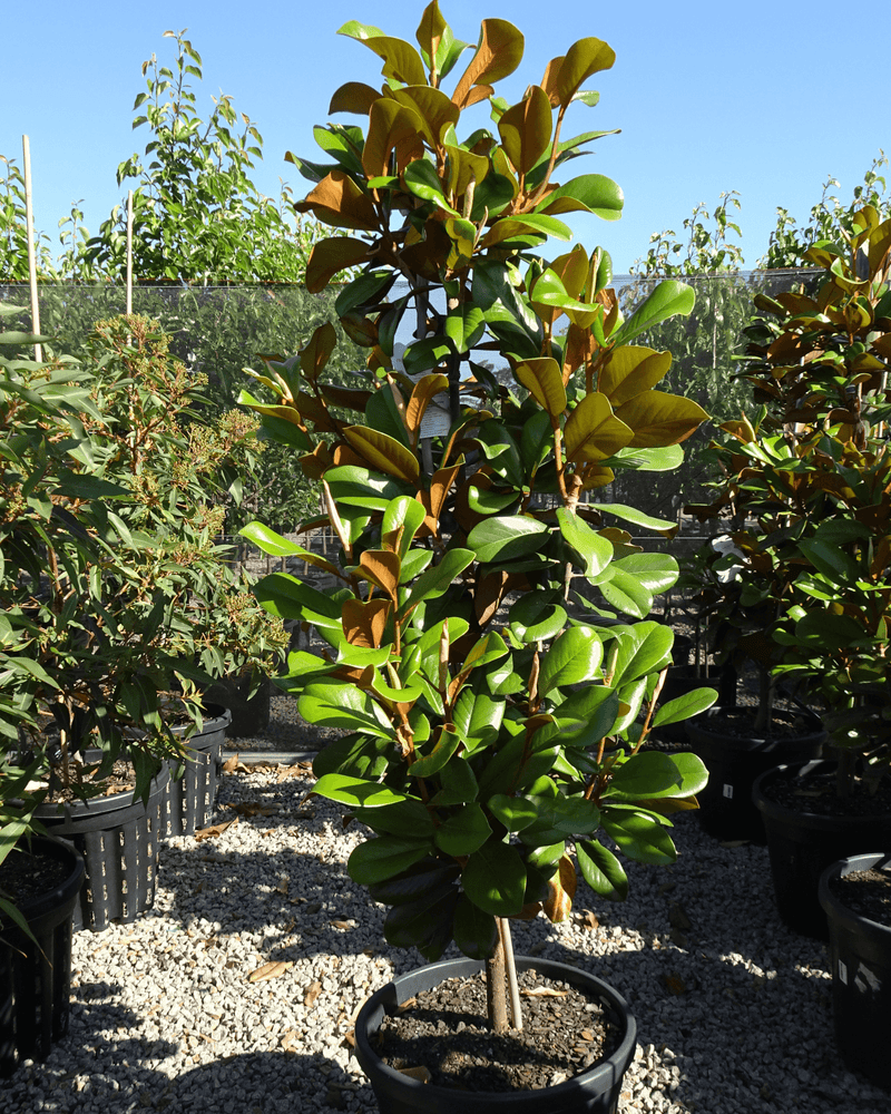 Magnolia Teddy Bear: Why This Compact Evergreen Belongs in Your Garden