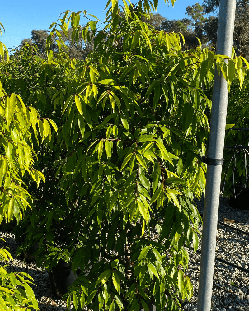Waterhousea floribunda: The Best Native Hedging Tree