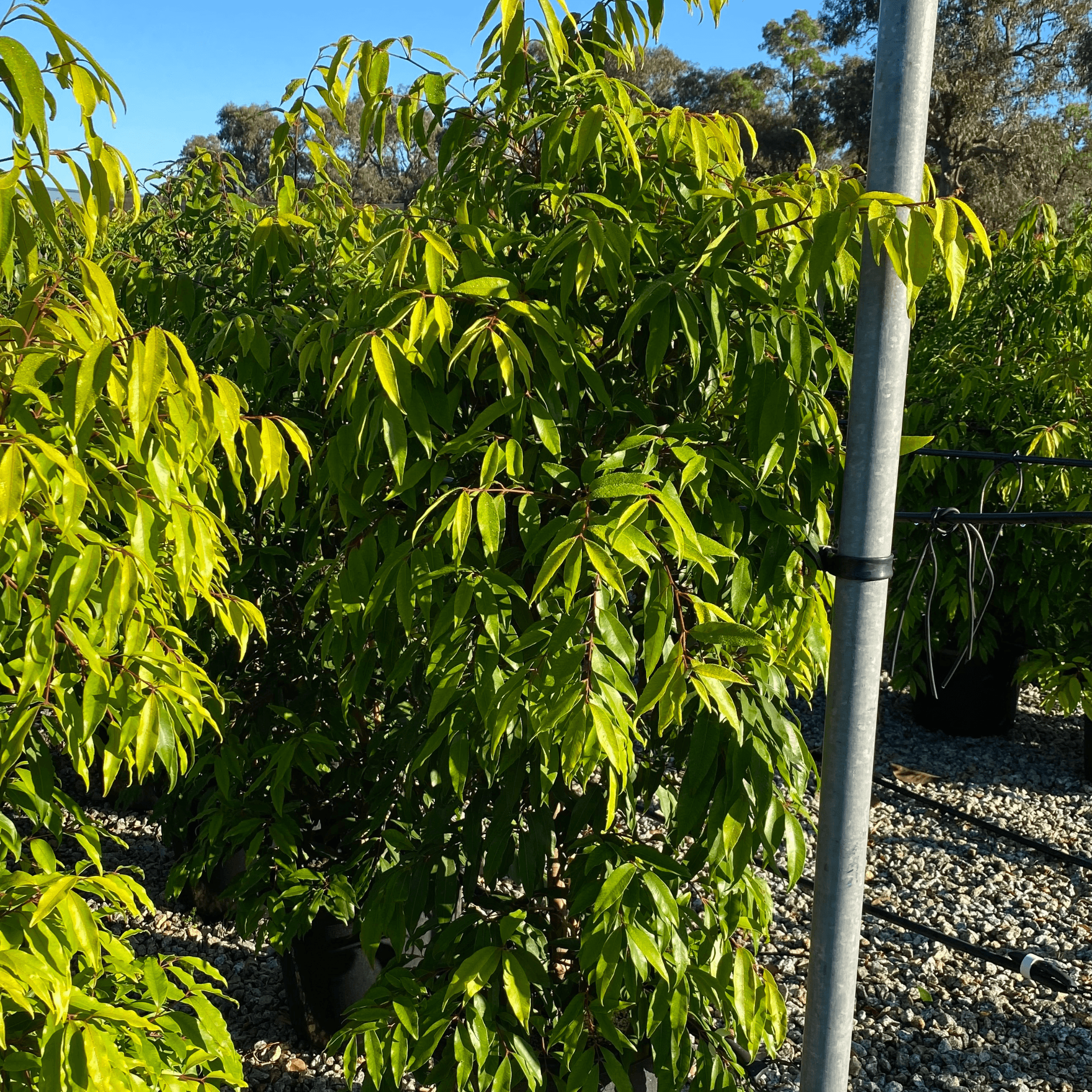 Waterhousea floribunda: The Best Native Hedging Tree