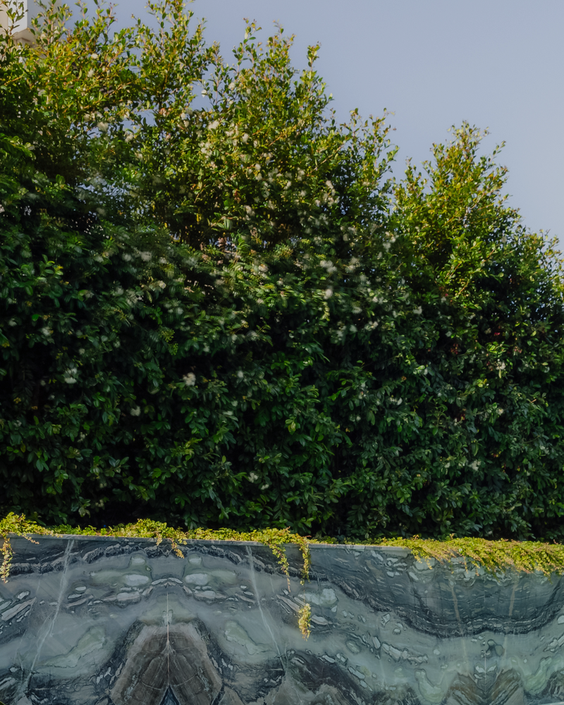 Top 6 Hedging Trees for Possum-Prone Gardens