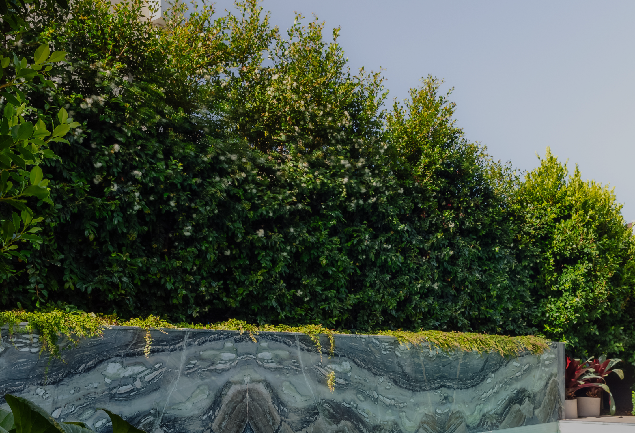 Top 6 Hedging Trees for Possum-Prone Gardens