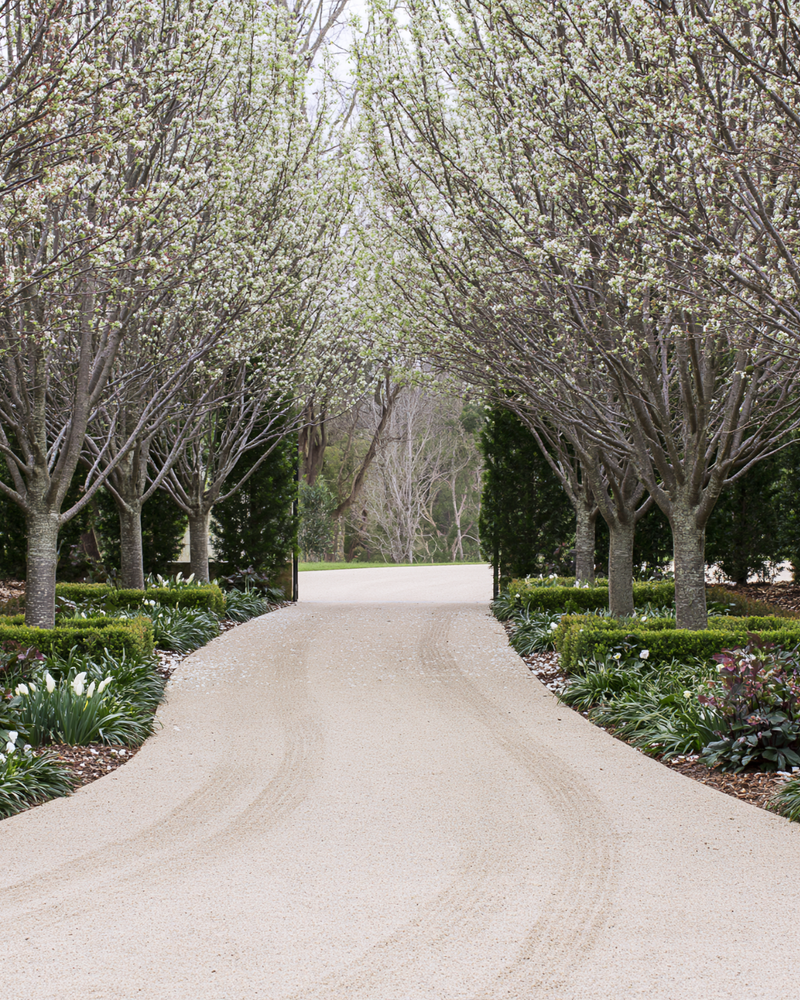 Top 5 Flowering Trees for a Show-Stopping Garden