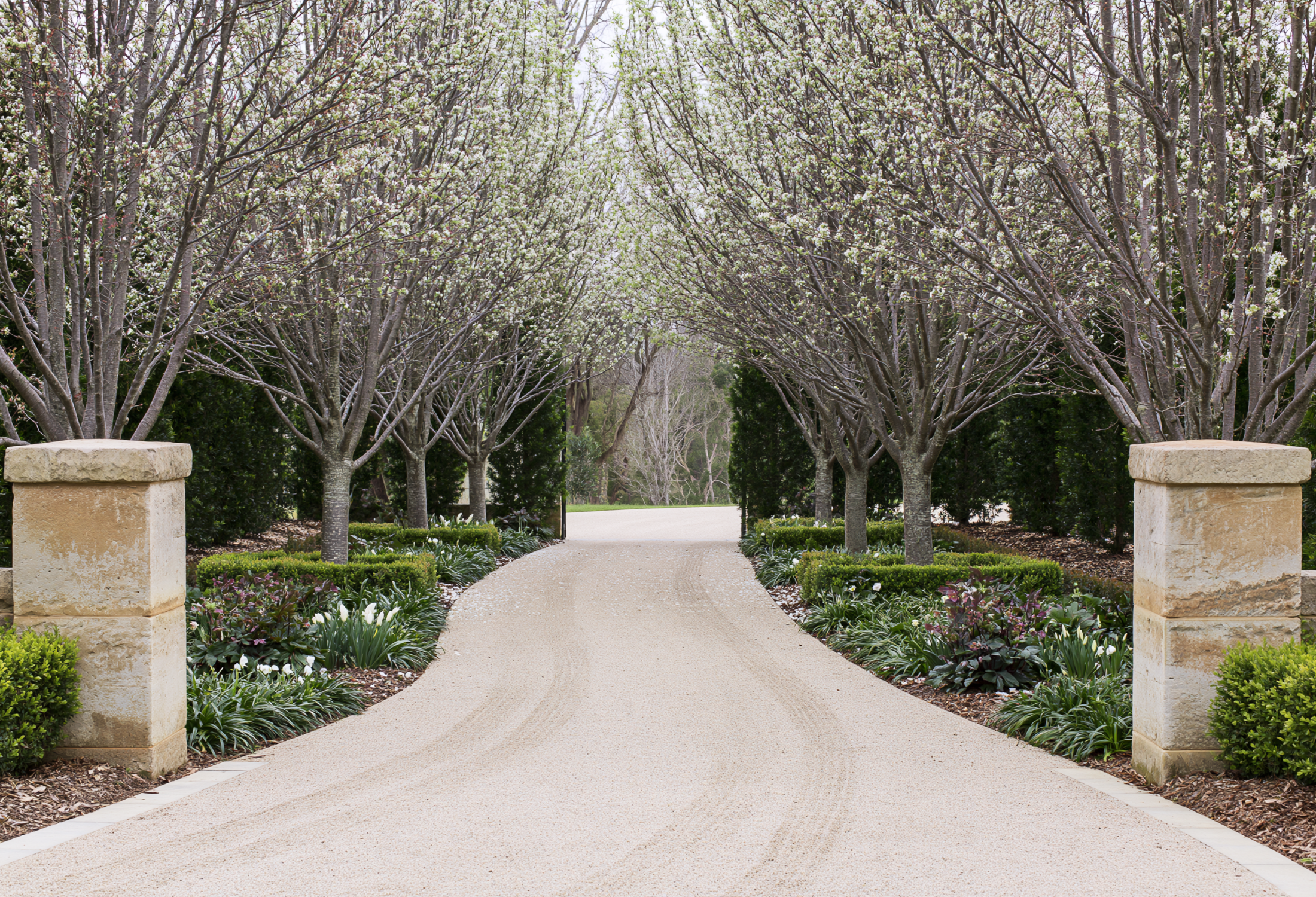 Top 5 Flowering Trees for a Show-Stopping Garden