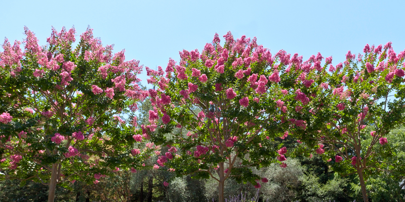 Spring Planting Guide: Top Trees for a Stunning Spring Garden