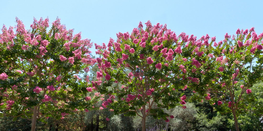 Spring Planting Guide: Top Trees to Plant for a Stunning Spring Garden