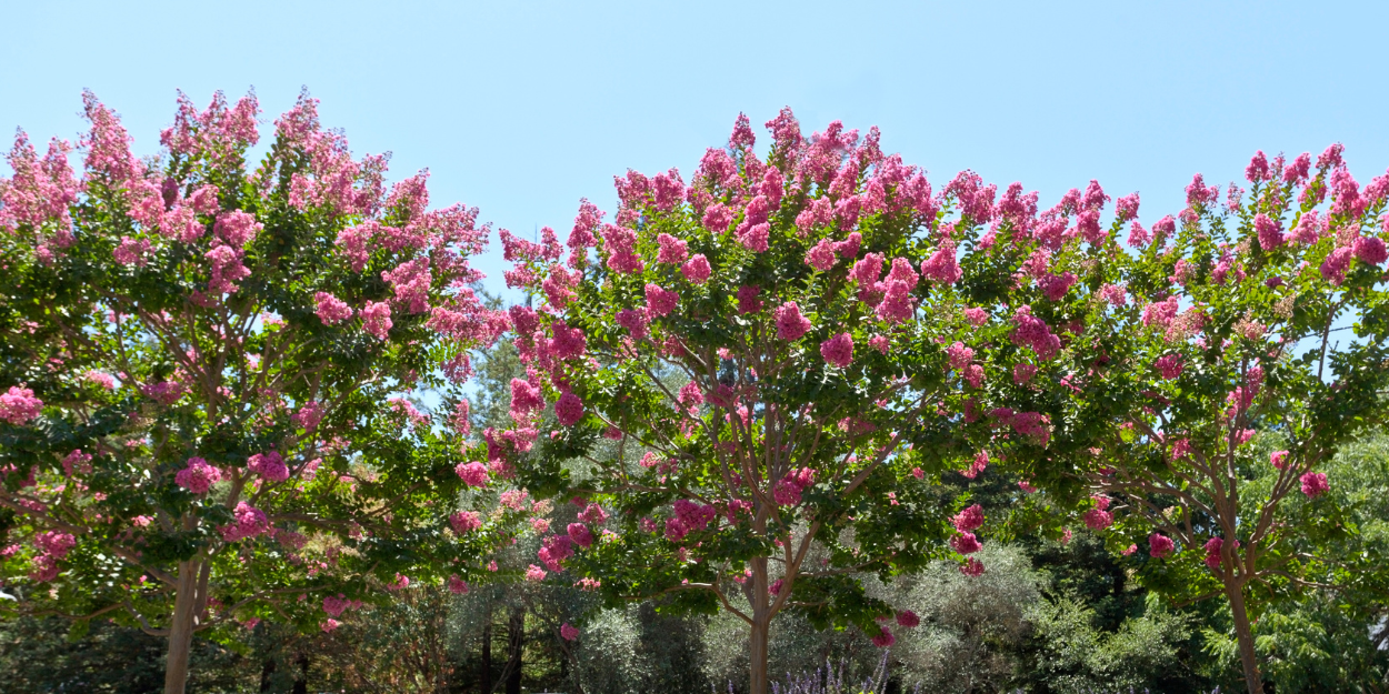 Spring Planting Guide: Top Trees for a Stunning Spring Garden