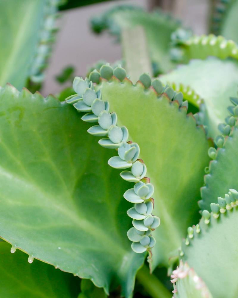 Top Evergreen Trees to Add Texture to Your Landscape: 10 Picks for Bold-Fine Contrast