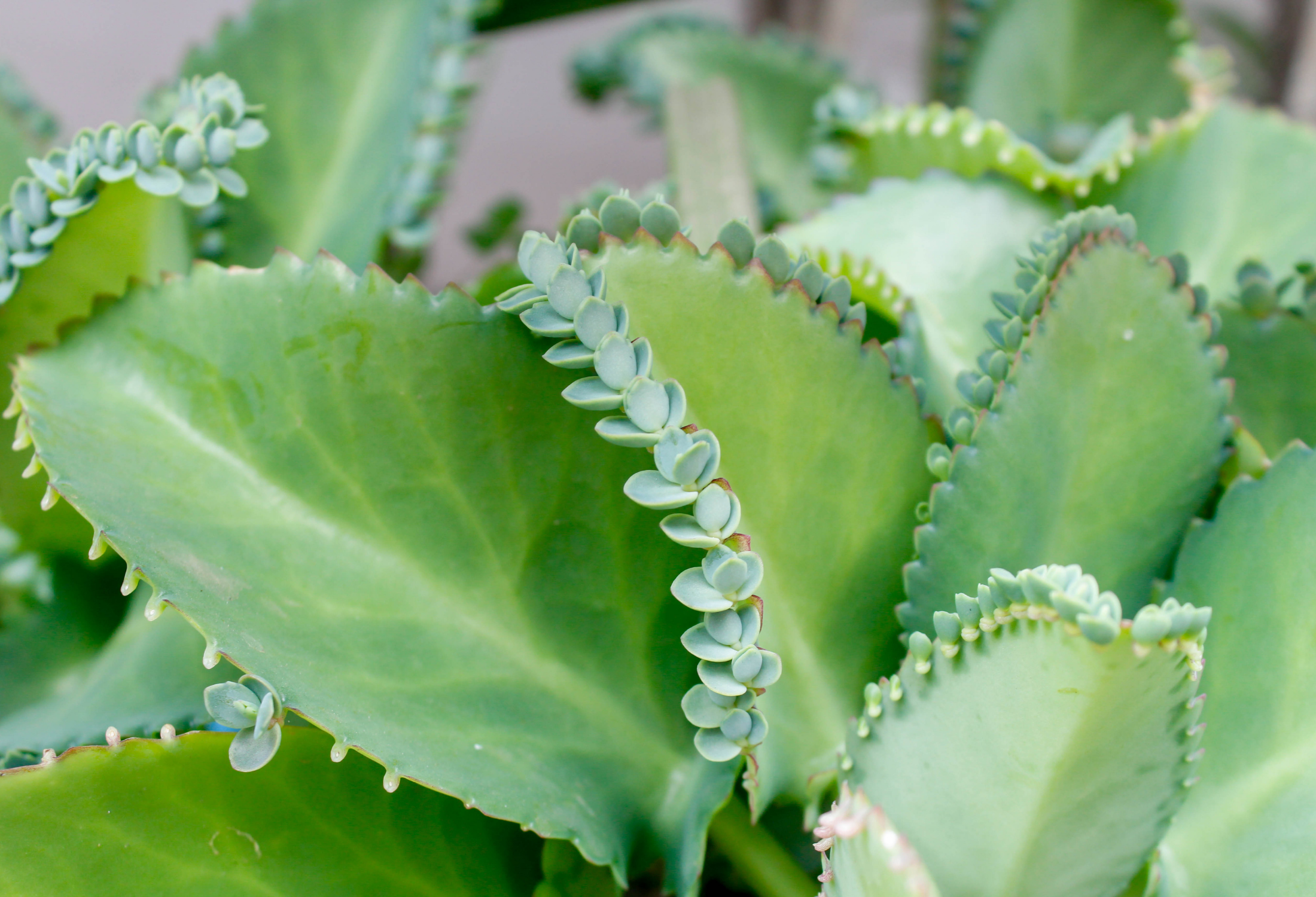 Top Evergreen Trees to Add Texture to Your Landscape: 10 Picks for Bold-Fine Contrast