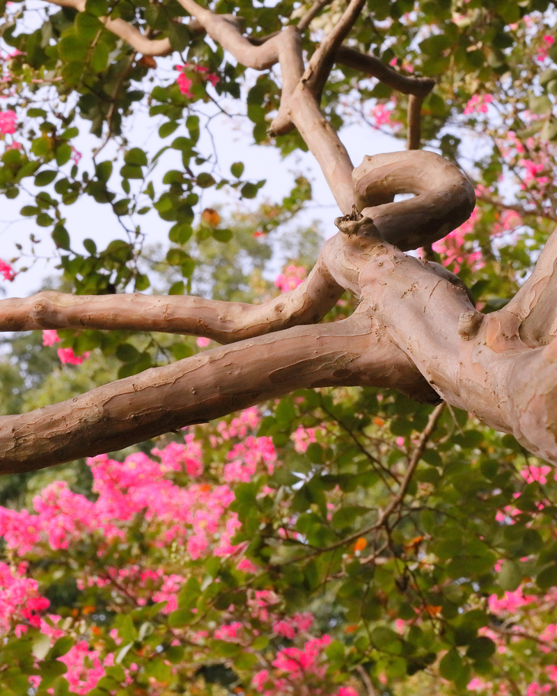 Top Flowering Trees for Year-Round Bloom: 10 Picks That Cover Every Season