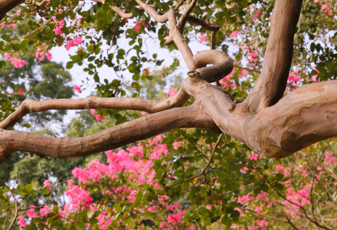 Top Flowering Trees for Year-Round Bloom: 10 Picks That Cover Every Season