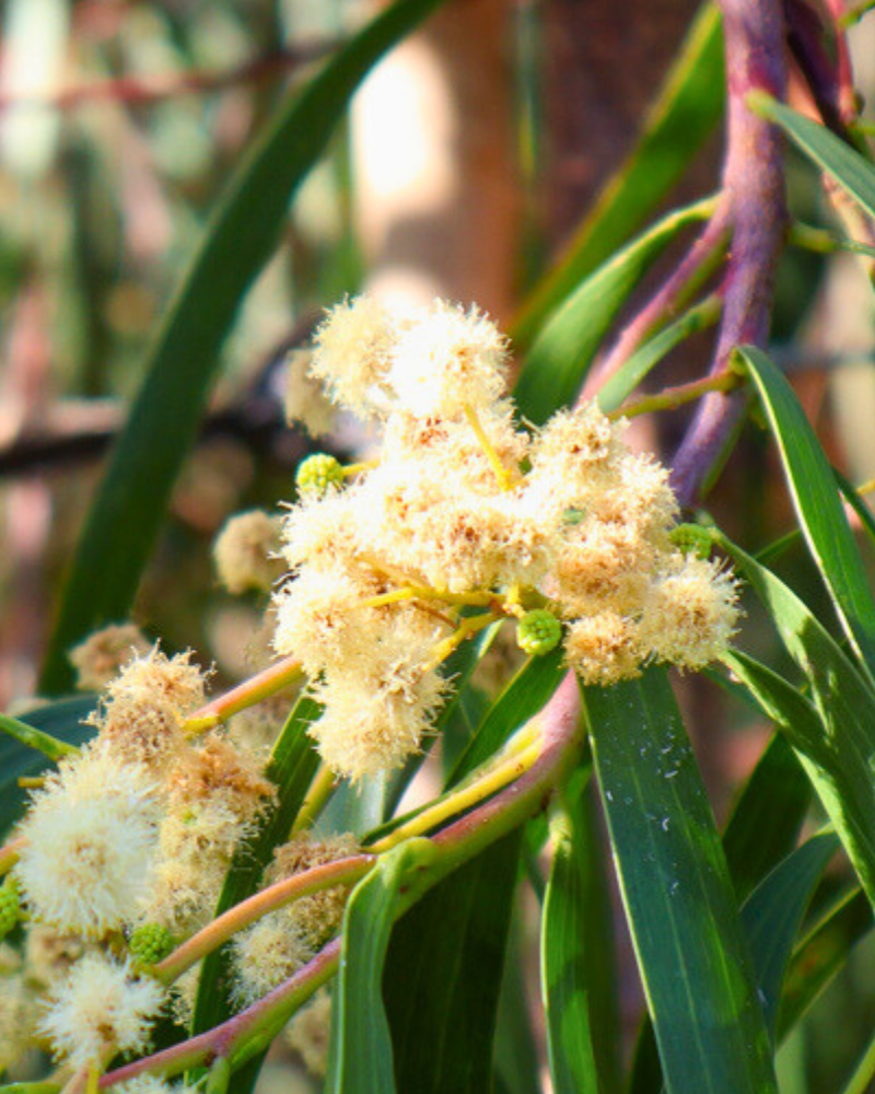 How to Create a Wildlife Habitat with Native Trees