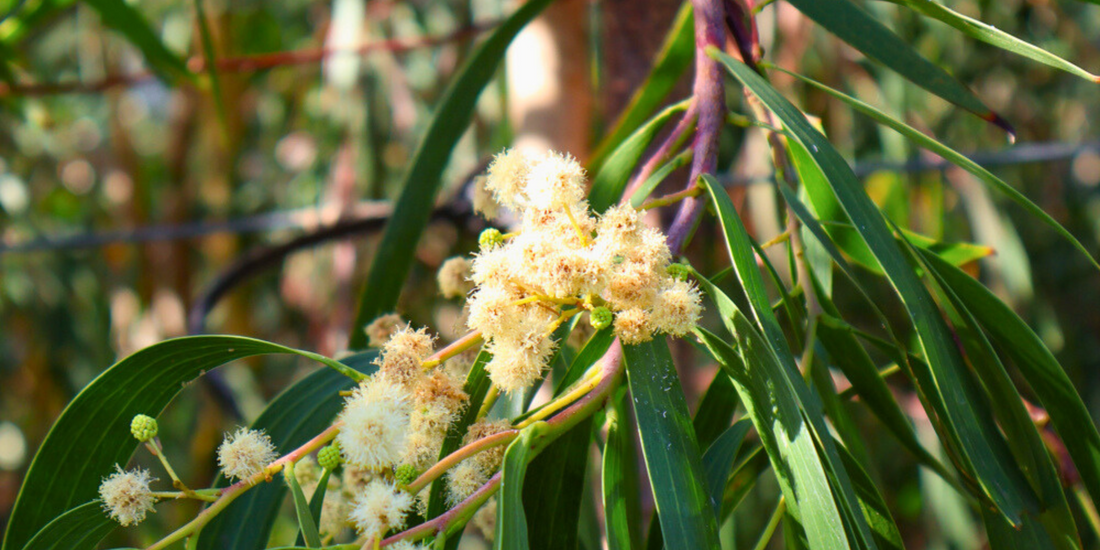Australian native garden attracting birds and pollinators