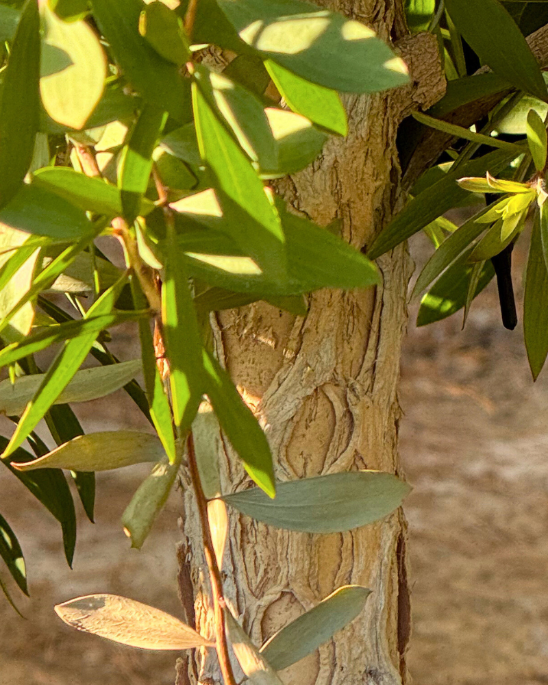 Best Trees for Windbreaks in Coastal Areas