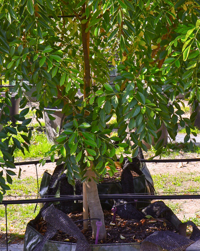 Fast-Growing Trees for Instant Garden Impact