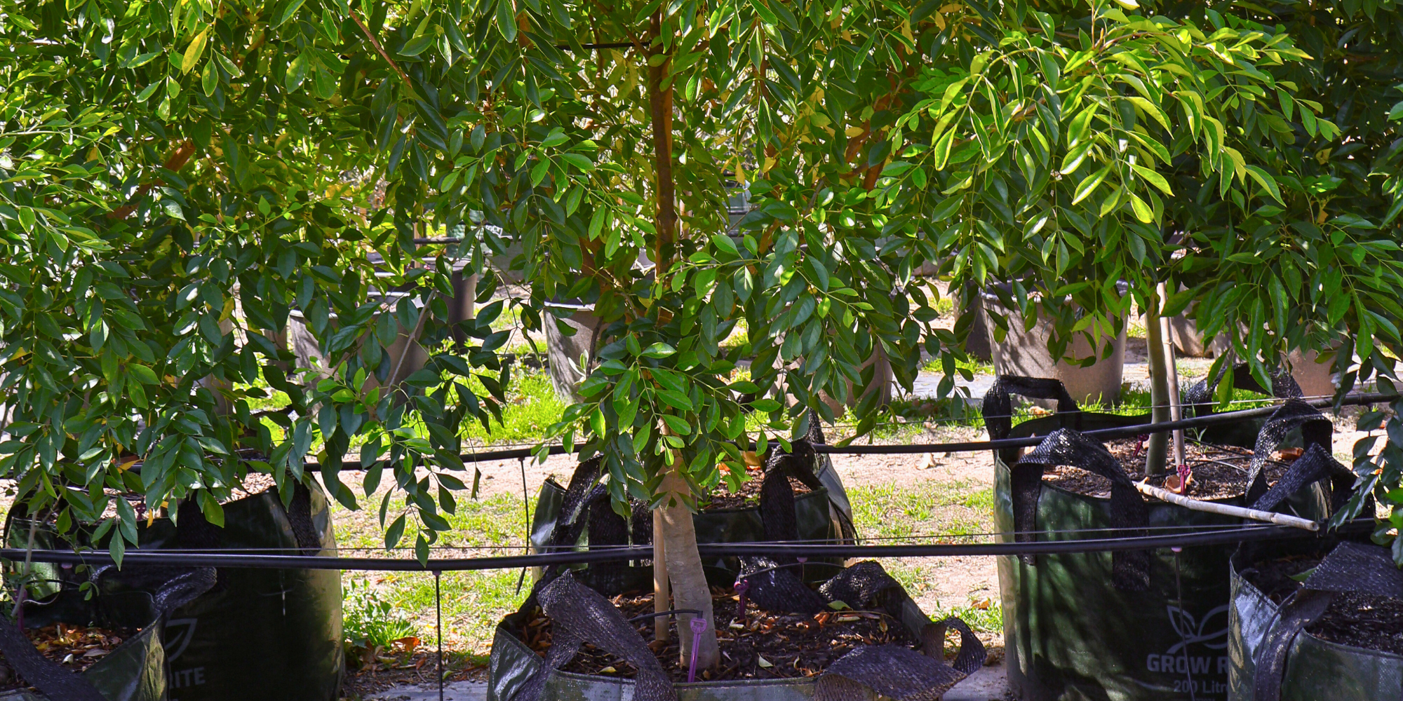 Fast-Growing Trees for Instant Garden Impact