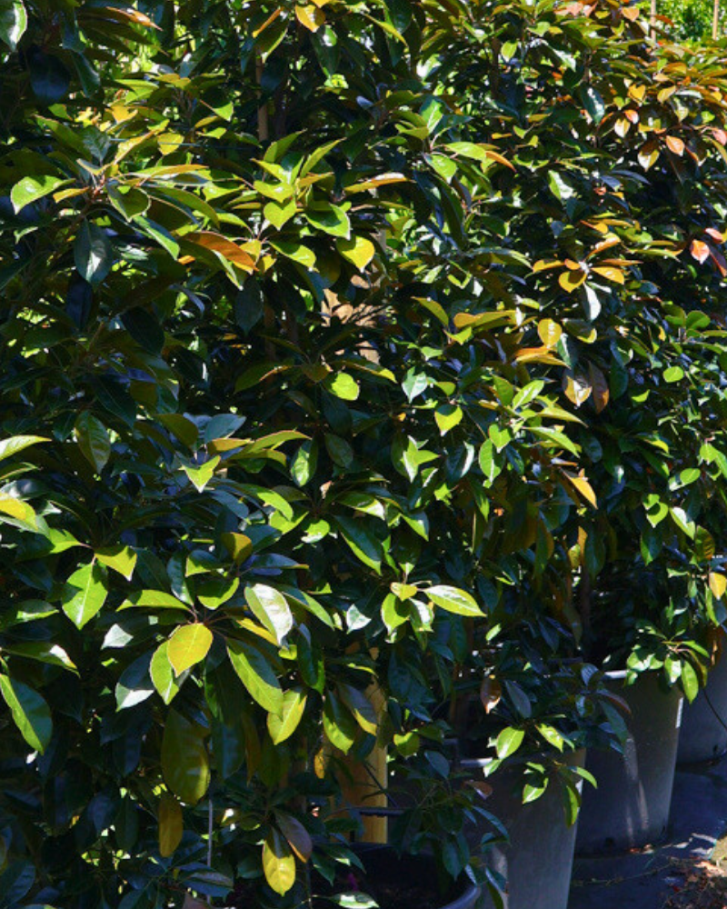 Best Trees for Shaded Garden Areas