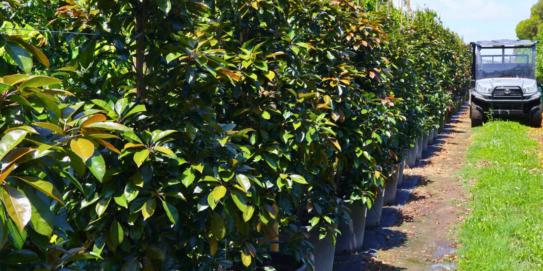 Best Trees for Shaded Garden Areas