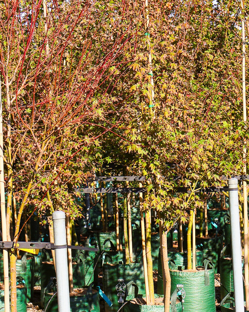 Understanding Tree Growth Rates: What to Expect