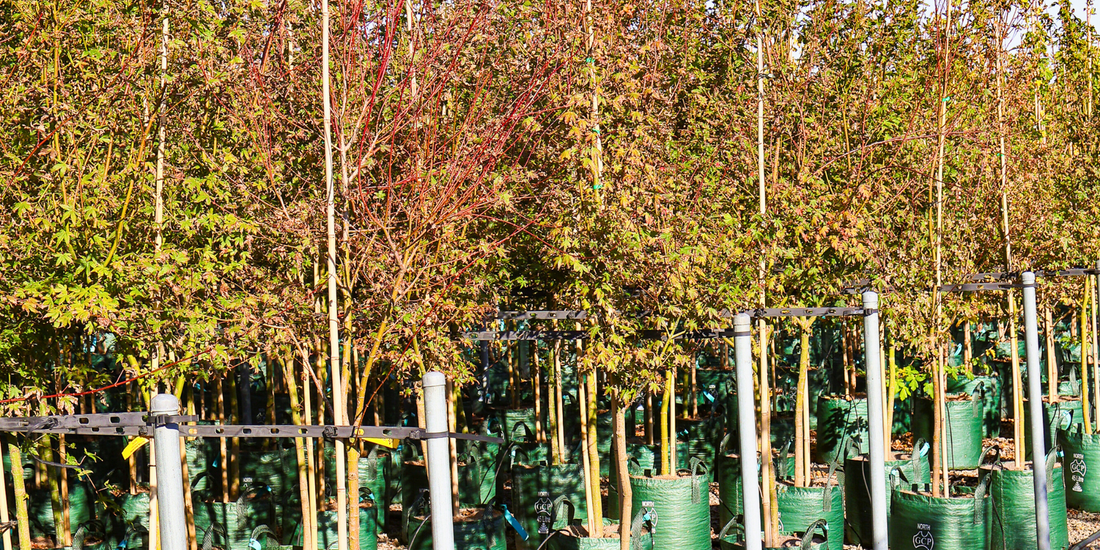 Trees at different growth rates in a garden