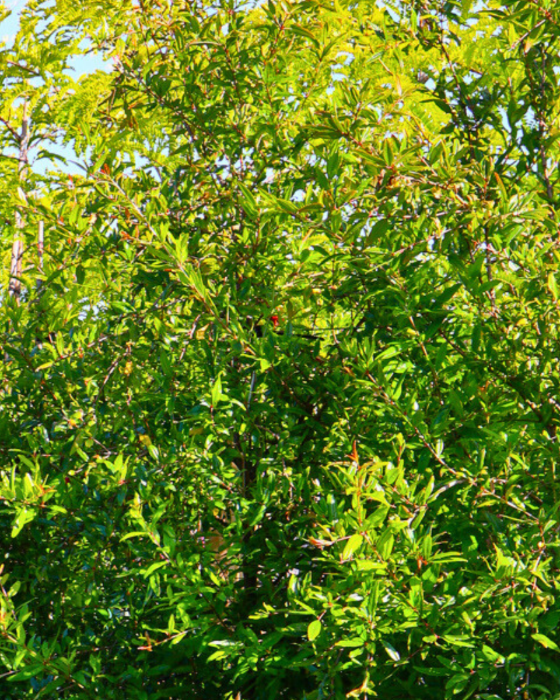 Growing Fruit Trees in Your Backyard: A Complete Beginner's Guide to Citrus and Fig