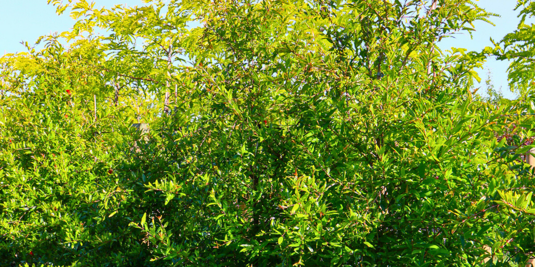 Growing Fruit Trees in Your Backyard: A Complete Beginner's Guide to Citrus and Fig