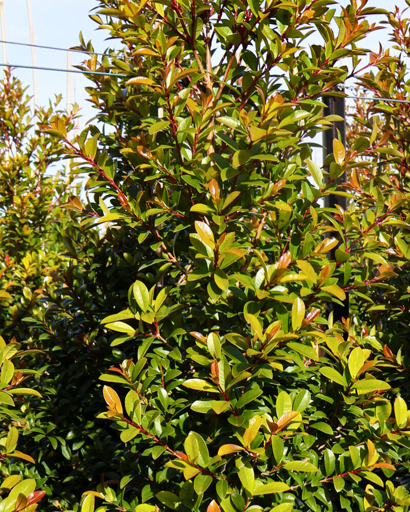 How to Fertilize Your Trees for Optimal Growth