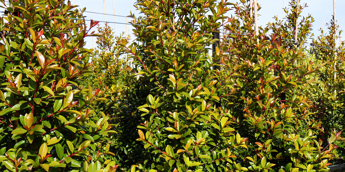 Healthy fed tree showing strong glossy foliage