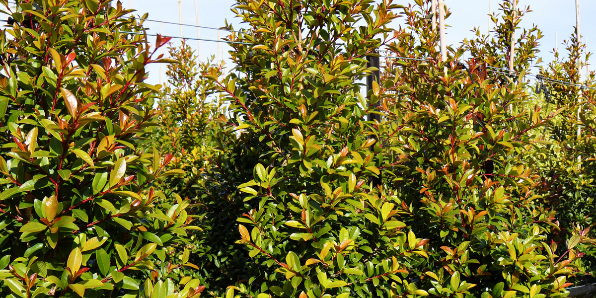 How to Fertilize Your Trees for Optimal Growth - Evergreen Trees Direct