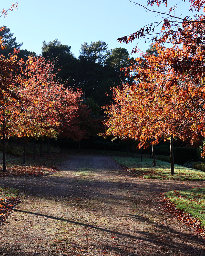 Top 5 Driveway Trees for a Grand Entrance