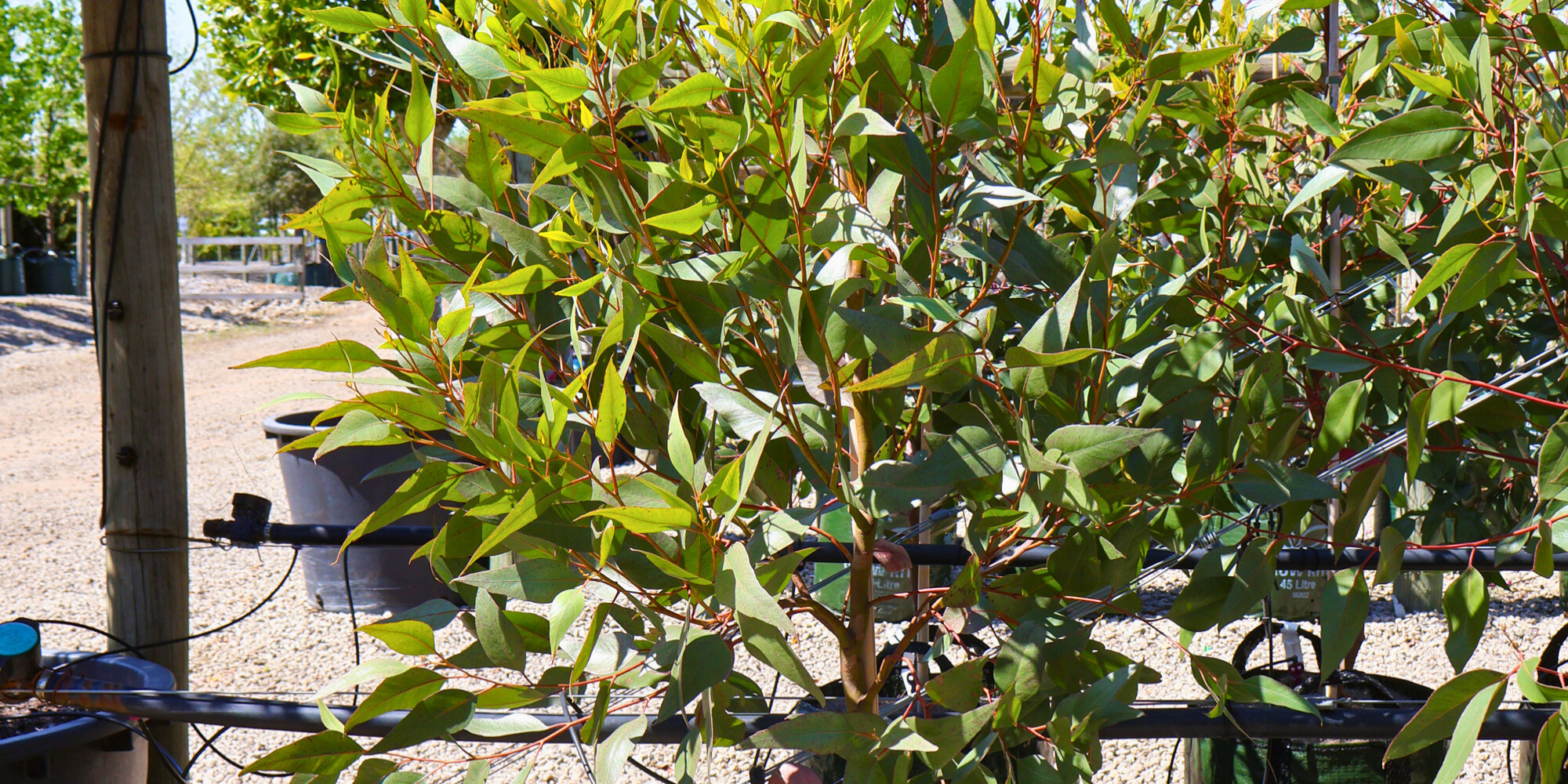 Top 3 Native Trees to Consider for Your Australian Garden