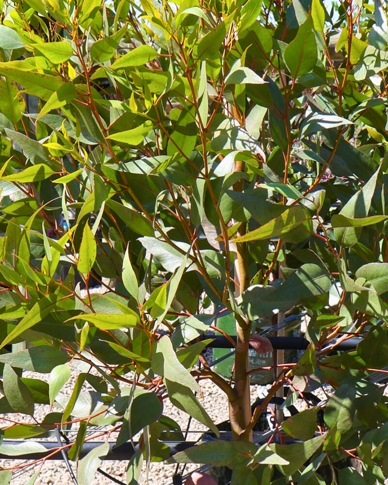 Top 3 Native Trees for Australian Gardens